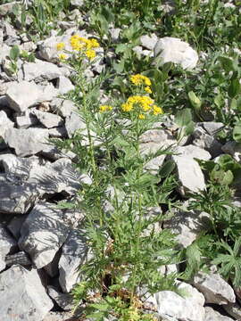 Plancia ëd Descurainia tanacetifolia (L.) Prantl