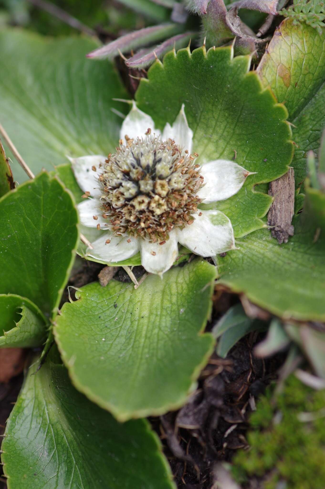 Image de Eryngium humile Cav.