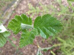 Image of <i>Scandosorbus intermedia</i> (Ehrhart) Sennikov