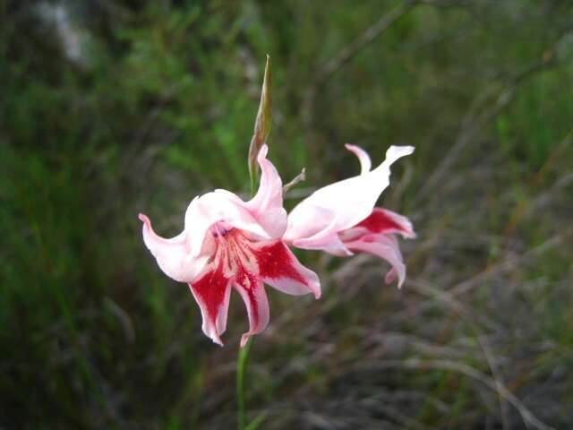 Plancia ëd Gladiolus nigromontanus Goldblatt