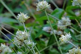 Image of Gomphrena perennis L.