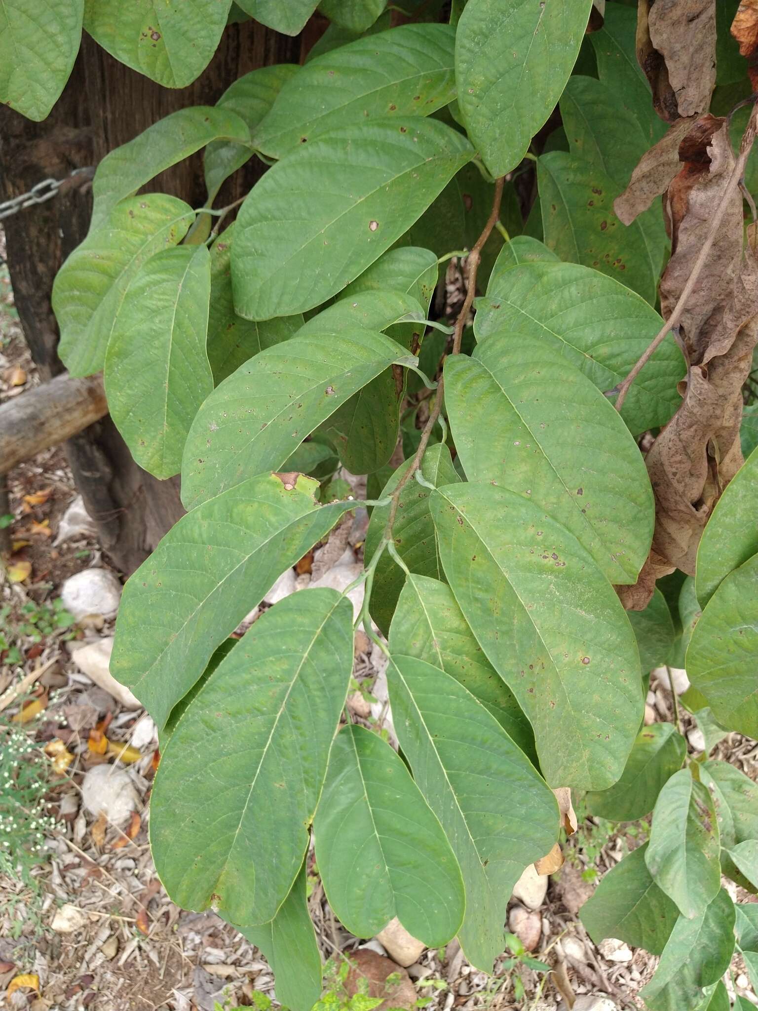 Sivun Annona macroprophyllata Donn. Sm. kuva