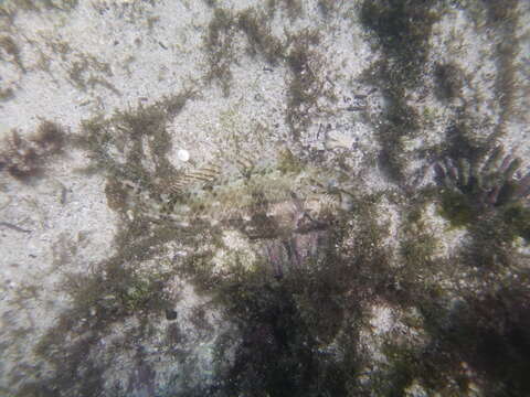 Image of Loosetooth parrotfish