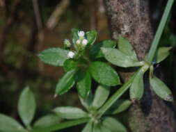 Galium echinocarpum Hayata resmi