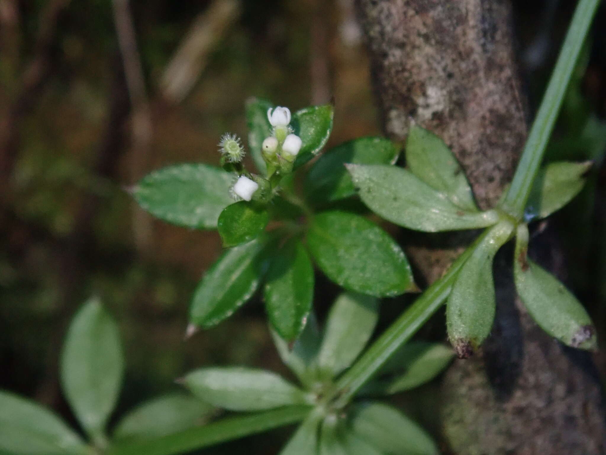 Plancia ëd Galium echinocarpum Hayata