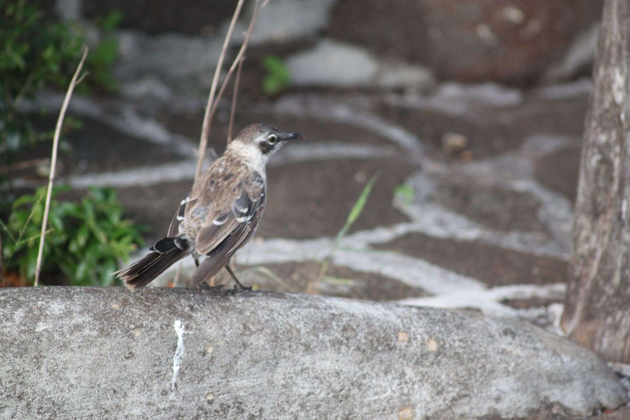 Image of Galapagos Mockingbird