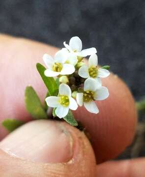 صورة Draba brachycarpa Nutt.