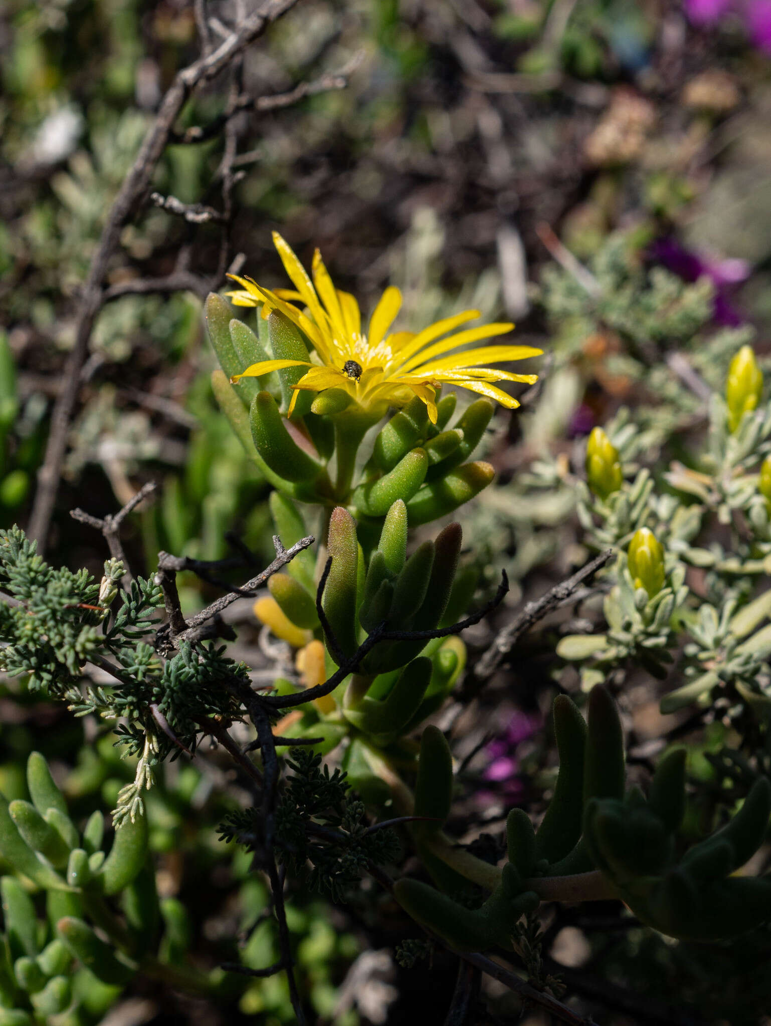 Image of Delosperma acocksii L. Bol.