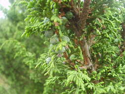 Image de Juniperus monticola Martínez