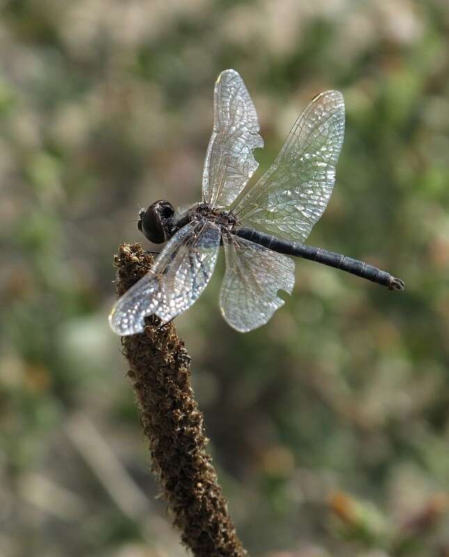 Imagem de Selysiothemis Ris 1897