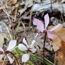 Image of Cyclamen cilicium subsp. intaminatum (Meikle) Ietsw.