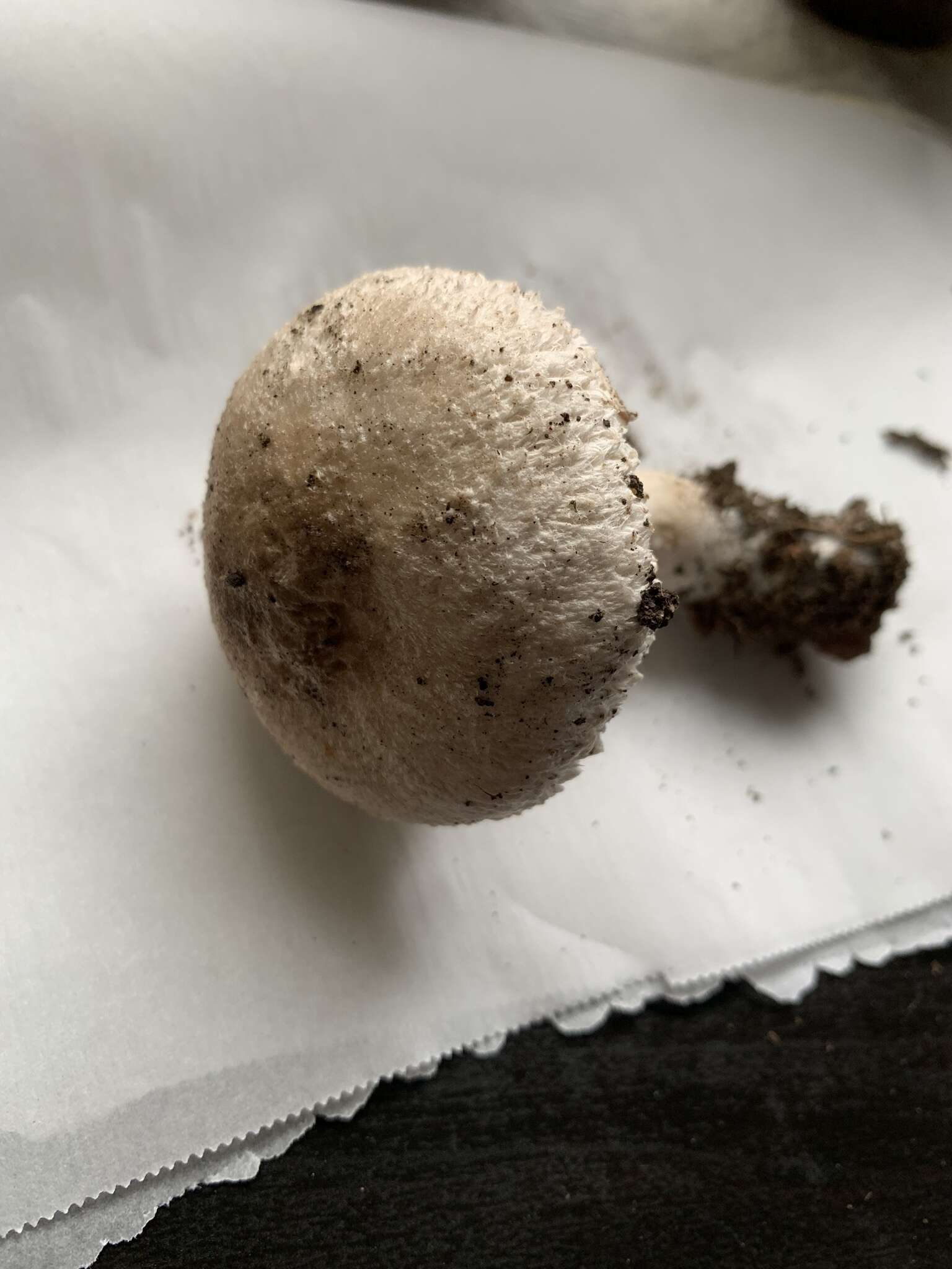 Leucoagaricus barssii (Zeller) Vellinga 2000 resmi