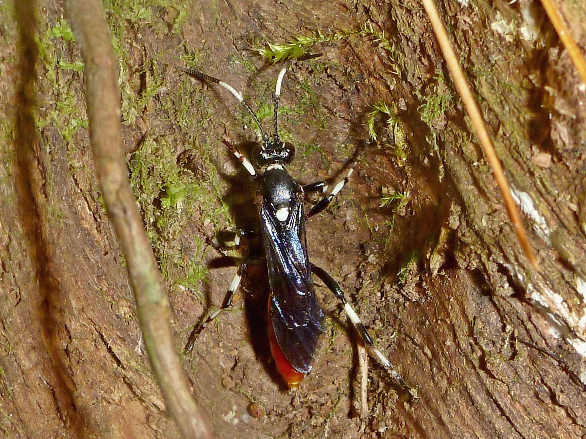 Image of Ichneumon devinctor Say 1825