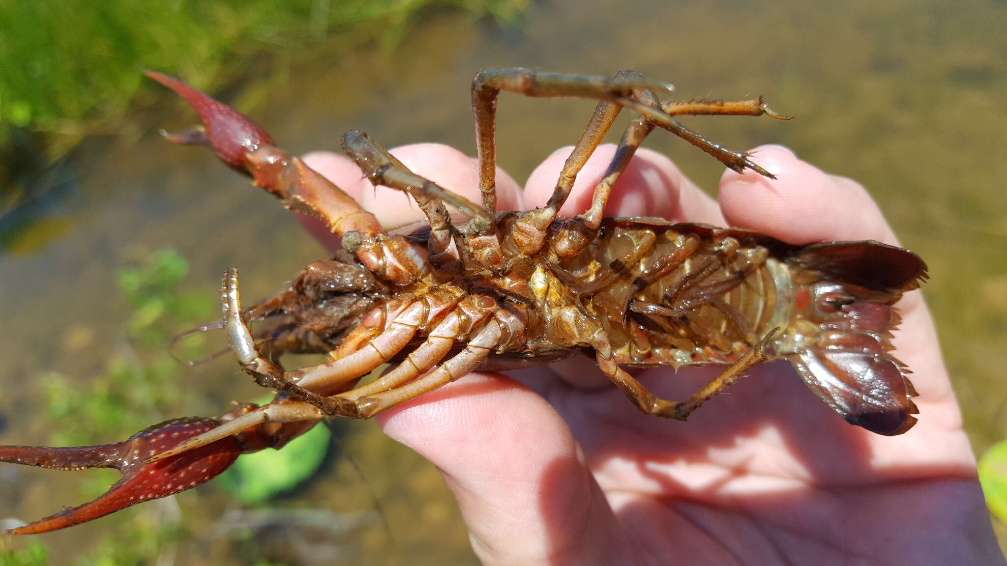 Image de Procambarus acutus (Girard 1852)