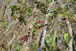 Sivun Bauhinia divaricata L. kuva