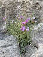 Image of Ackerman's milkvetch