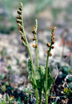 Image of Botrychium neolunaria Stensvold & Farrar