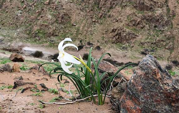 Image of Pyrolirion albicans Herb.