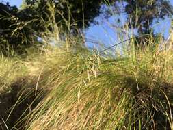 Image of California fescue