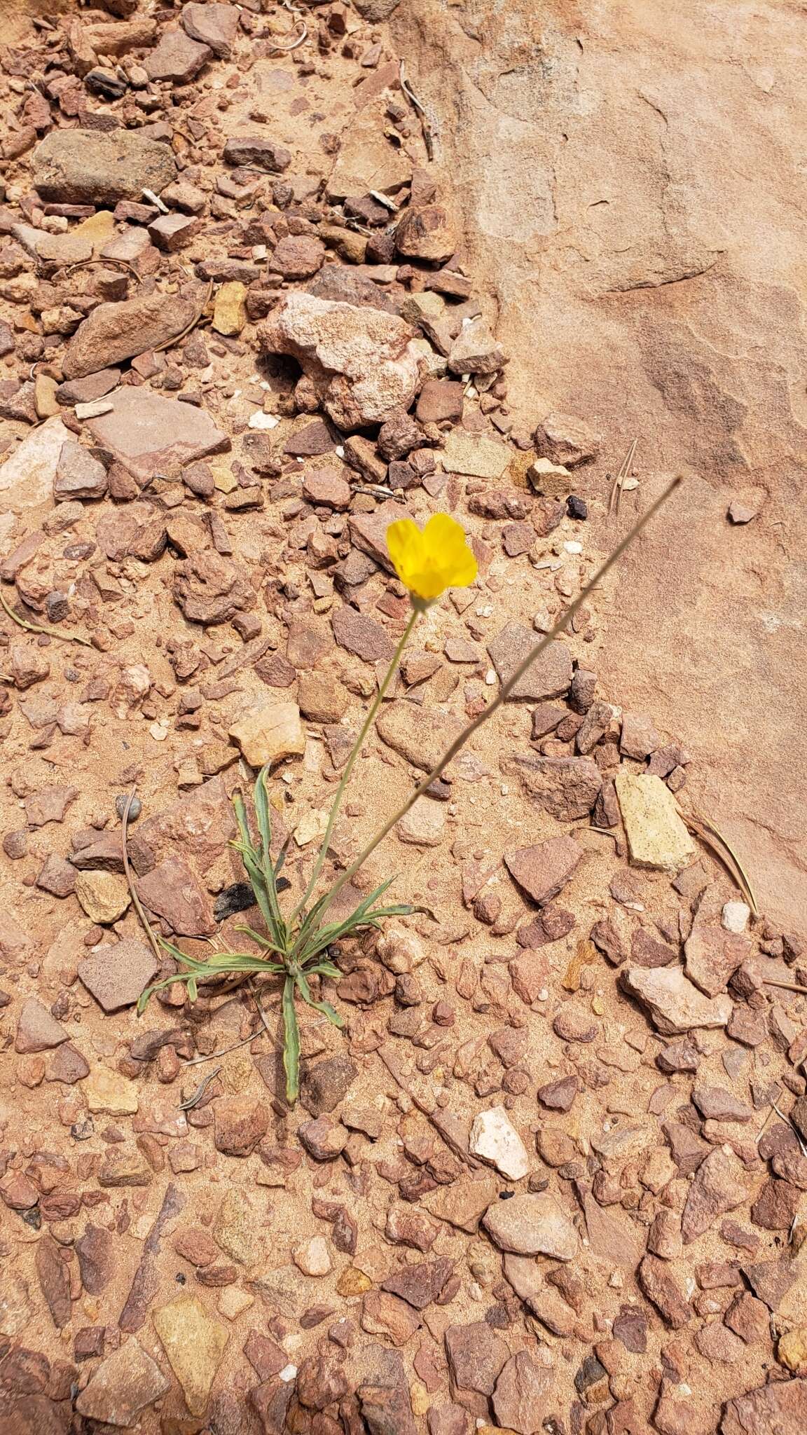 Image de Thelesperma subnudum A. Gray