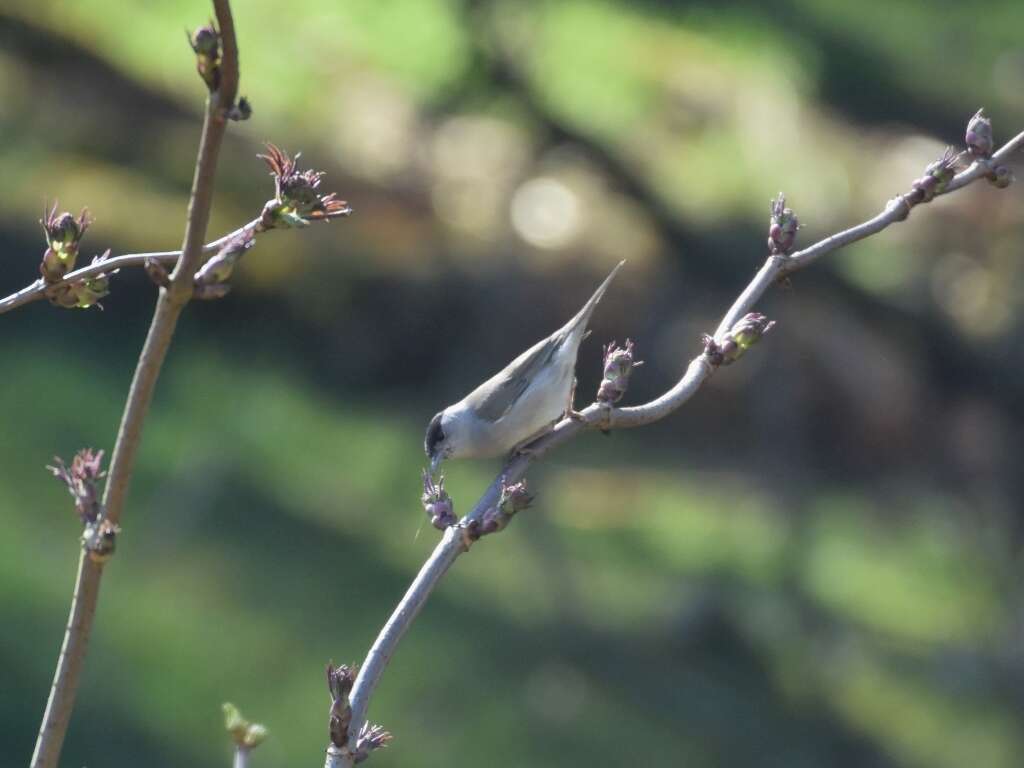 Image of Blackcap