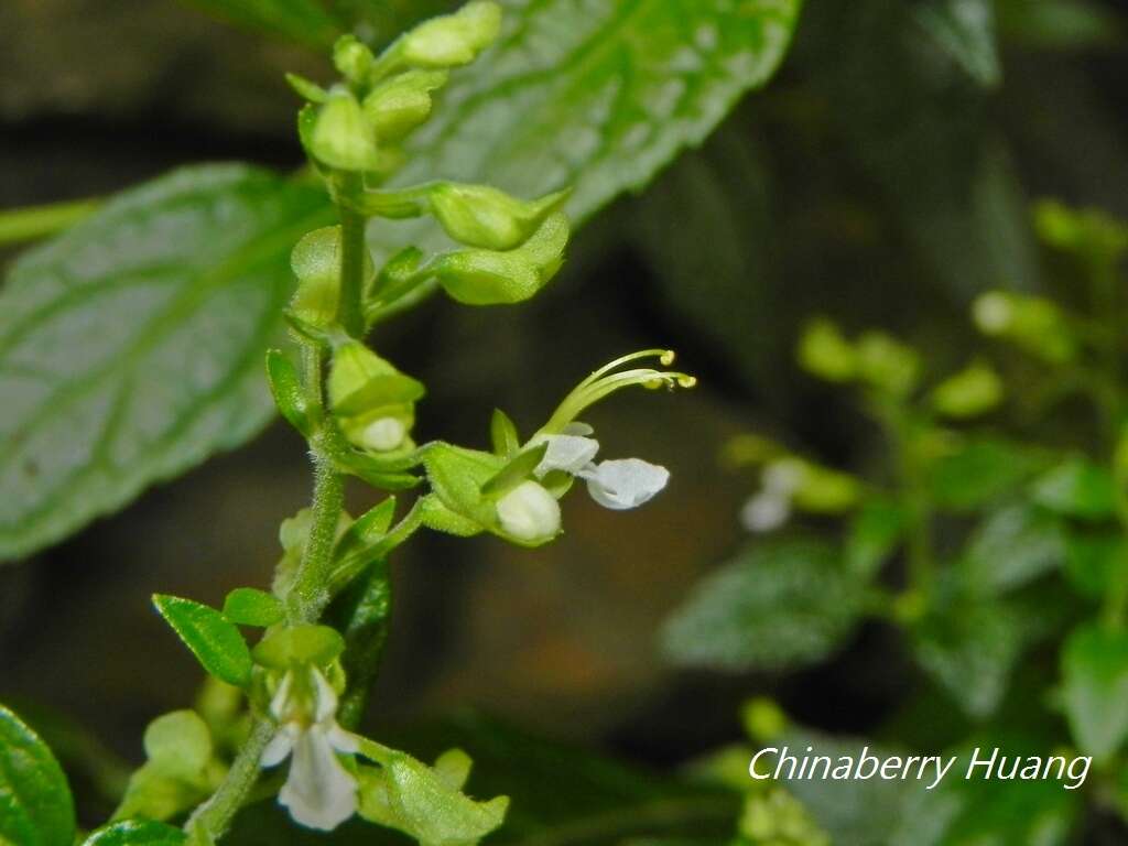 Sivun Teucrium bidentatum Hemsl. kuva