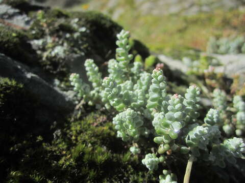 Image of Sedum brevifolium DC.