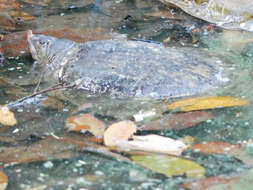 Image of Asiatic Softshell Turtle