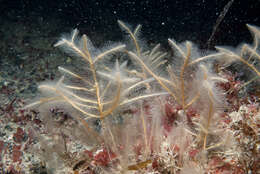 Image of branched antenna hydroid