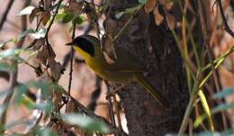 Image of Hooded Yellowthroat