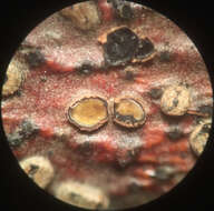 Image of Coccomyces strobi J. Reid & Cain 1961