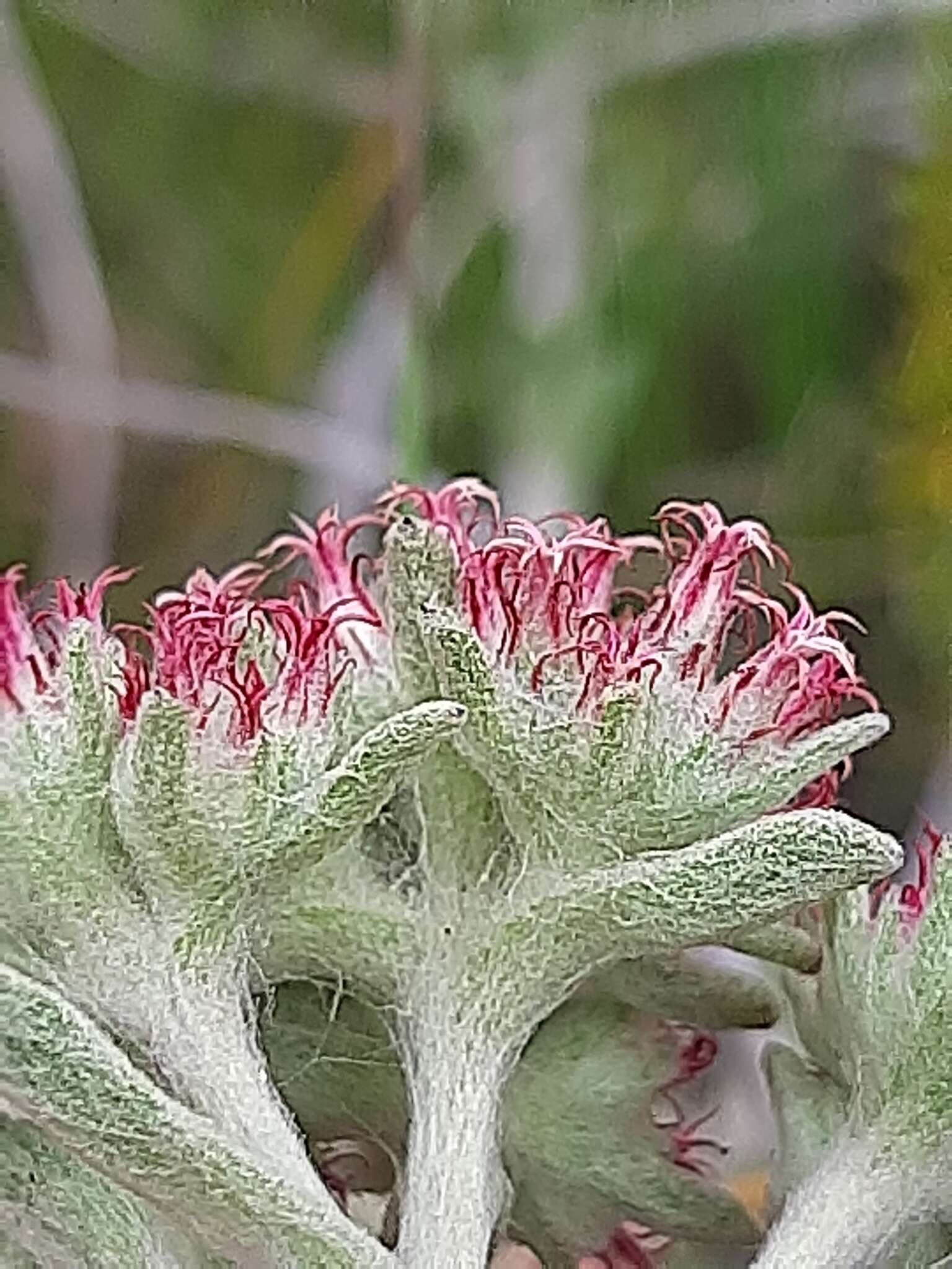 Image de Helichrysum spiralepis Hilliard & Burtt