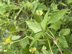 صورة Vigna reflexo-pilosa Hayata