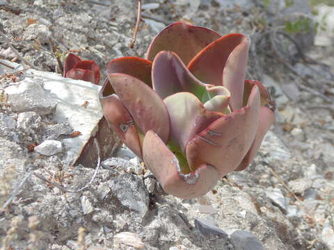 Image of Echeveria gigantea Rose & Purpus