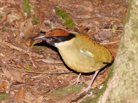 Image of Noisy Pitta