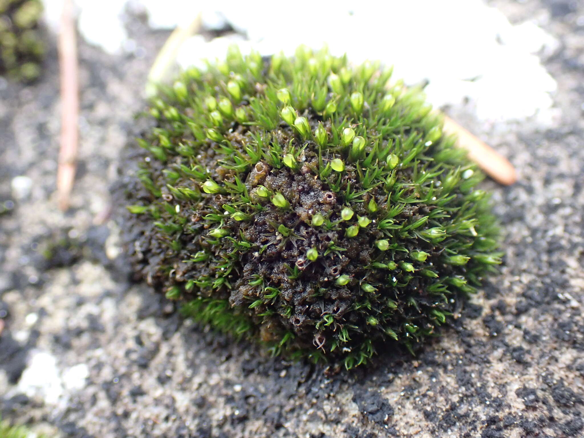 Image of seaside schistidium moss