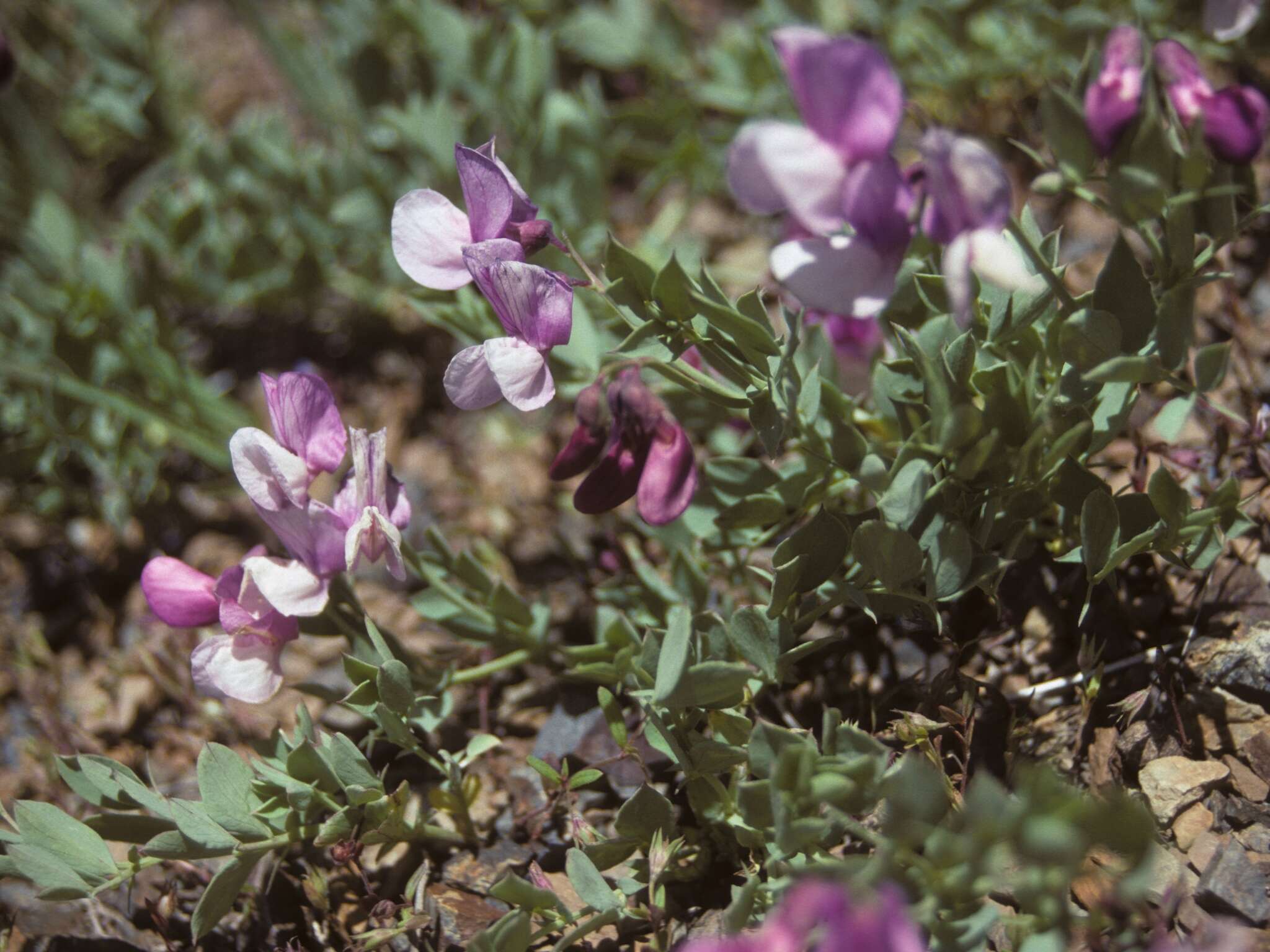 Lathyrus grimesii Barneby的圖片