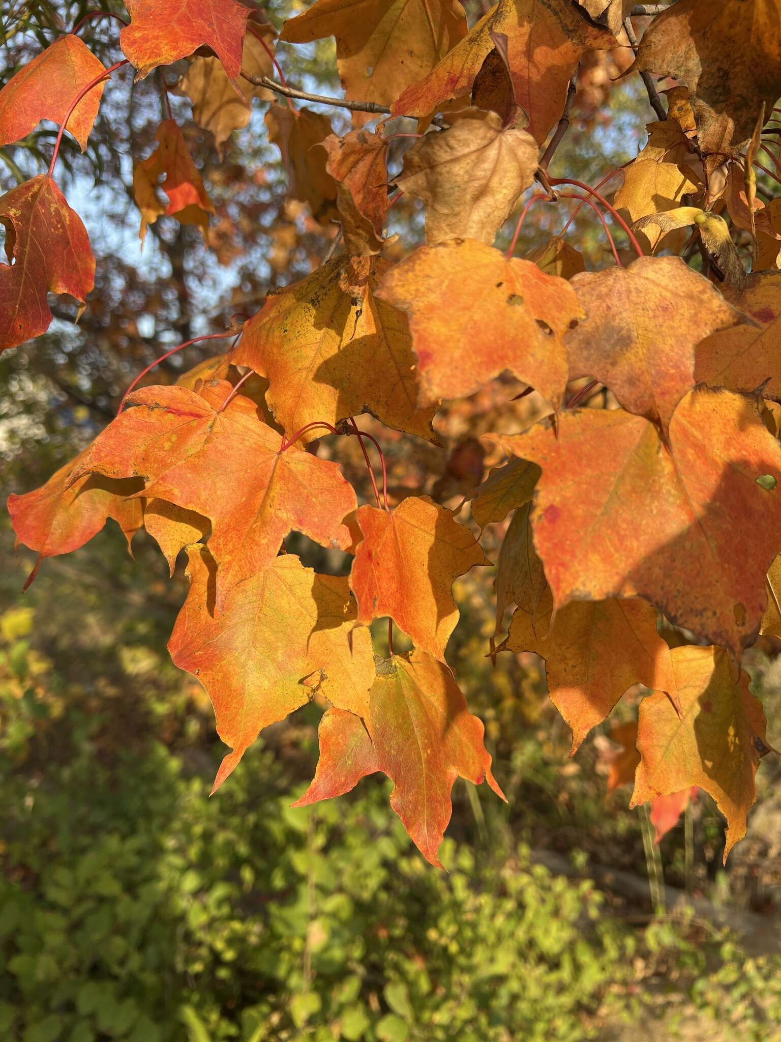 Image of Acer pictum C. P. Thunberg ex A. Murray