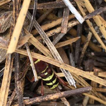 Image of Neoclytus resplendens Linsley 1935