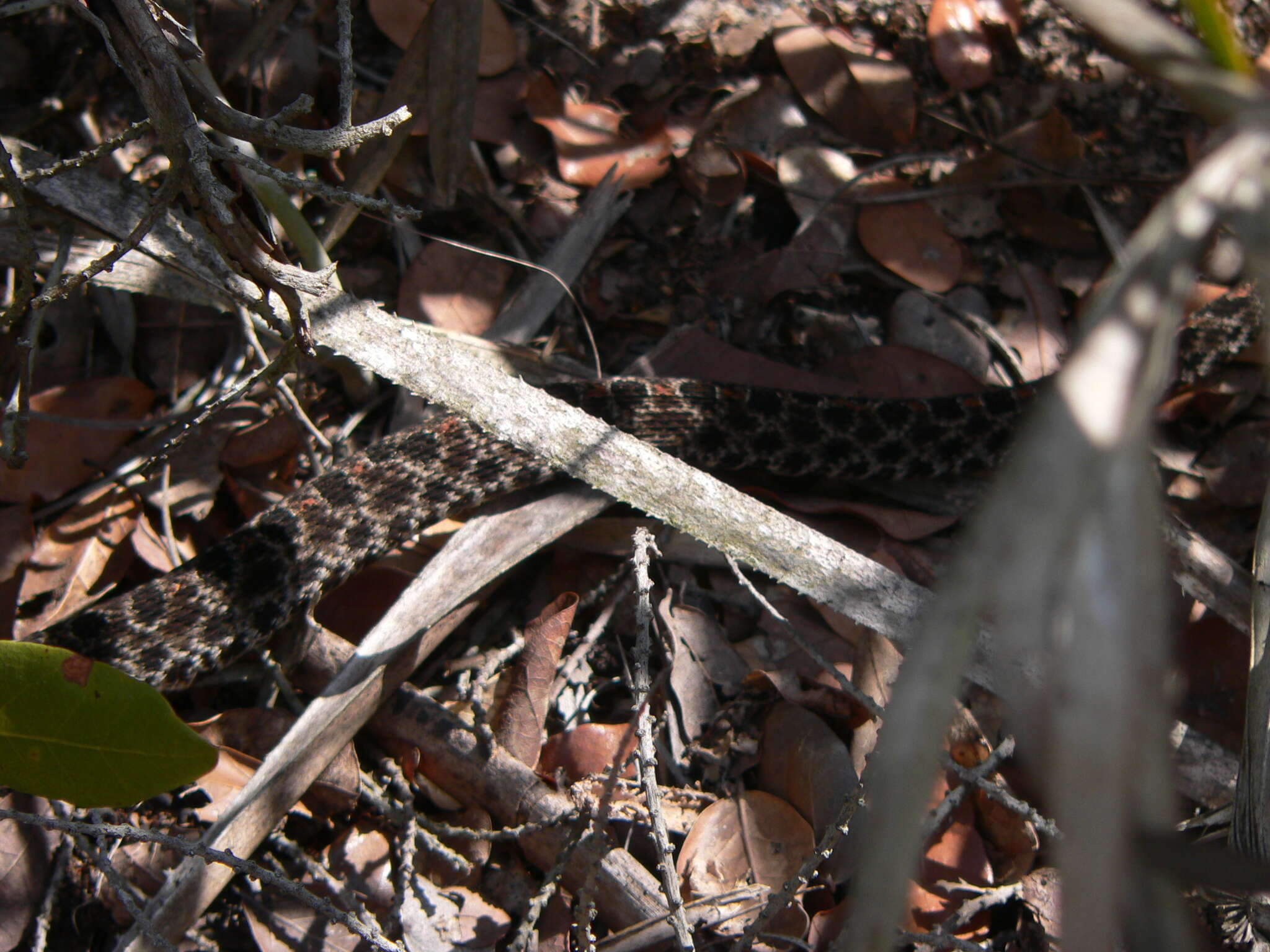 Image de Sistrurus miliarius barbouri Gloyd 1935