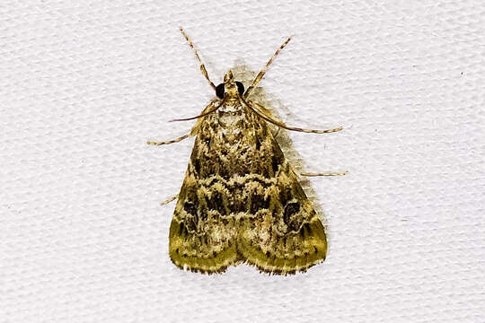 Image of Cabbage Webworm Moth