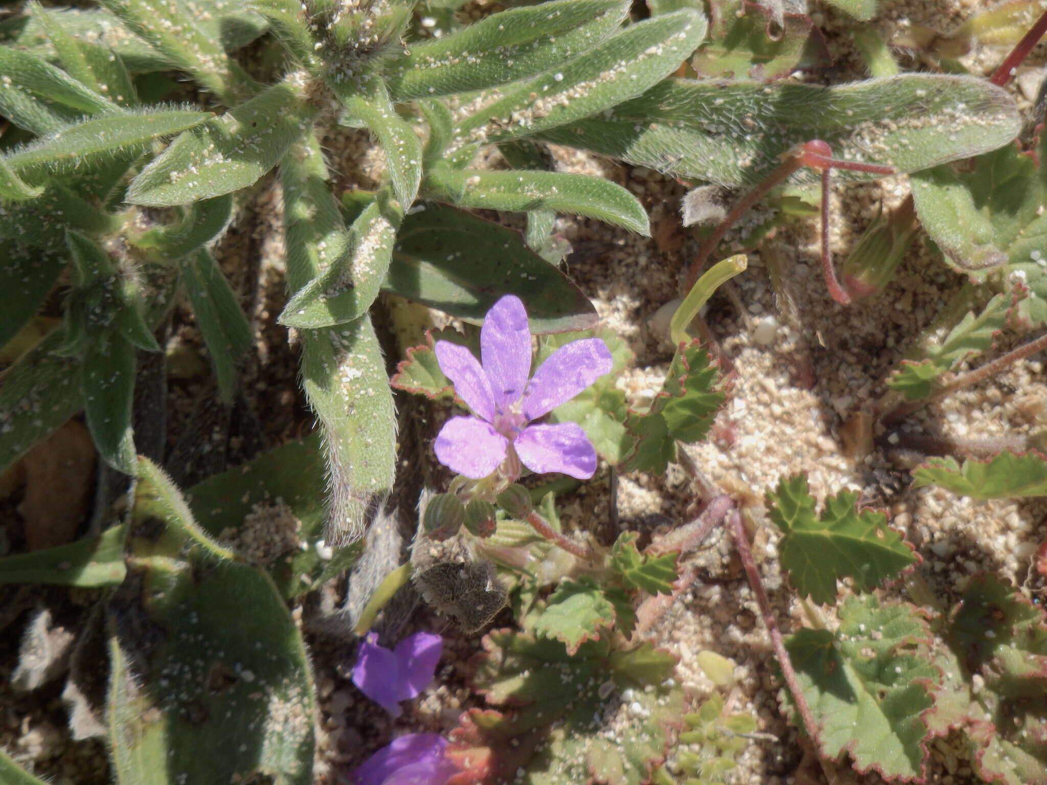 Image of Erodium chium (Burm. fil.) Willd.