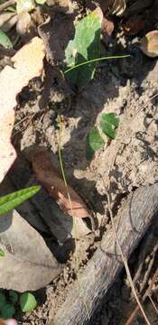 Image of Desmodium varians (Labill.) G. Don