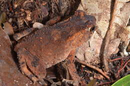 Image of Sclerophrys camerunensis (Parker 1936)