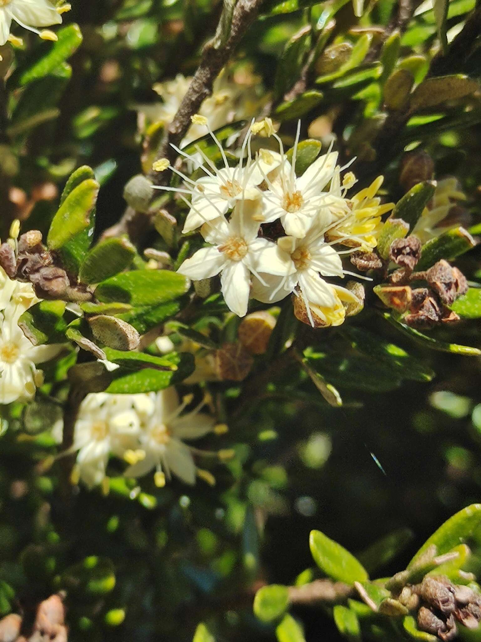 Image of Phebalium squamulosum subsp. alpinum (Benth.) Paul G. Wilson