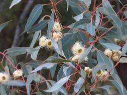 صورة Eucalyptus cosmophylla F. Müll.