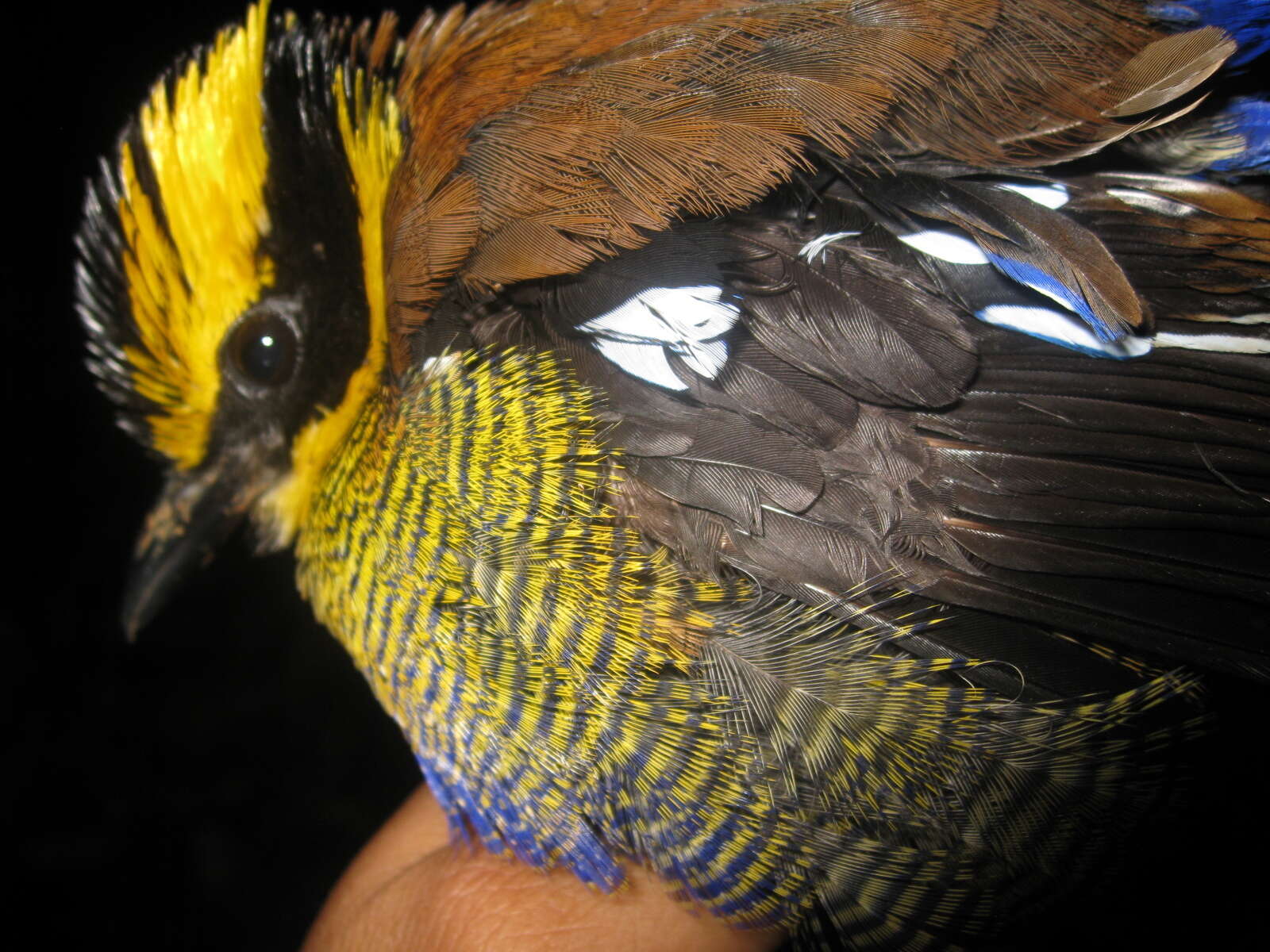 Image of Bornean Banded Pitta