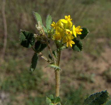 Image of Medicago tornata (L.) Mill.