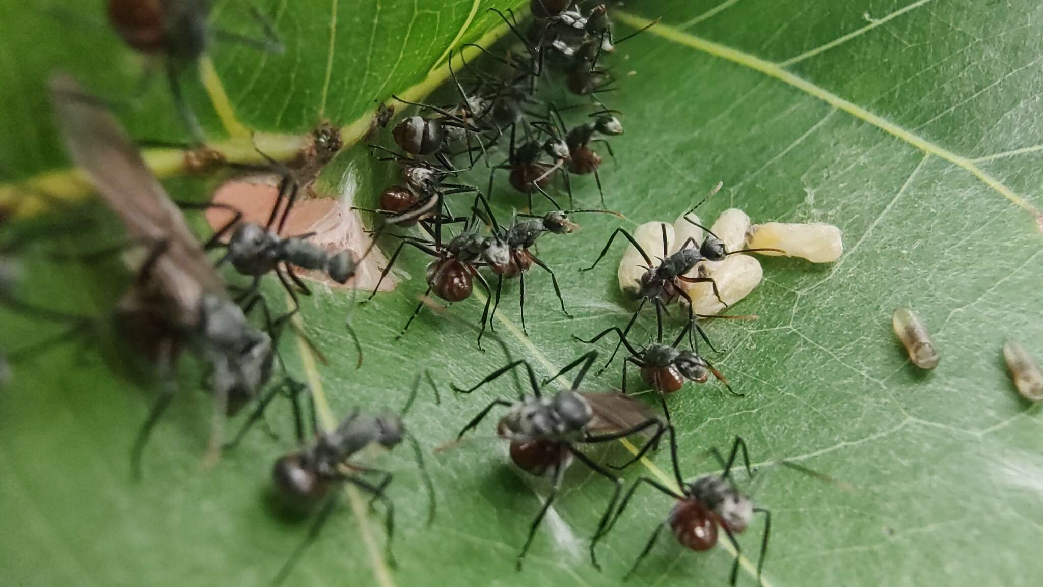 Image of Polyrhachis nigriceps Smith 1863