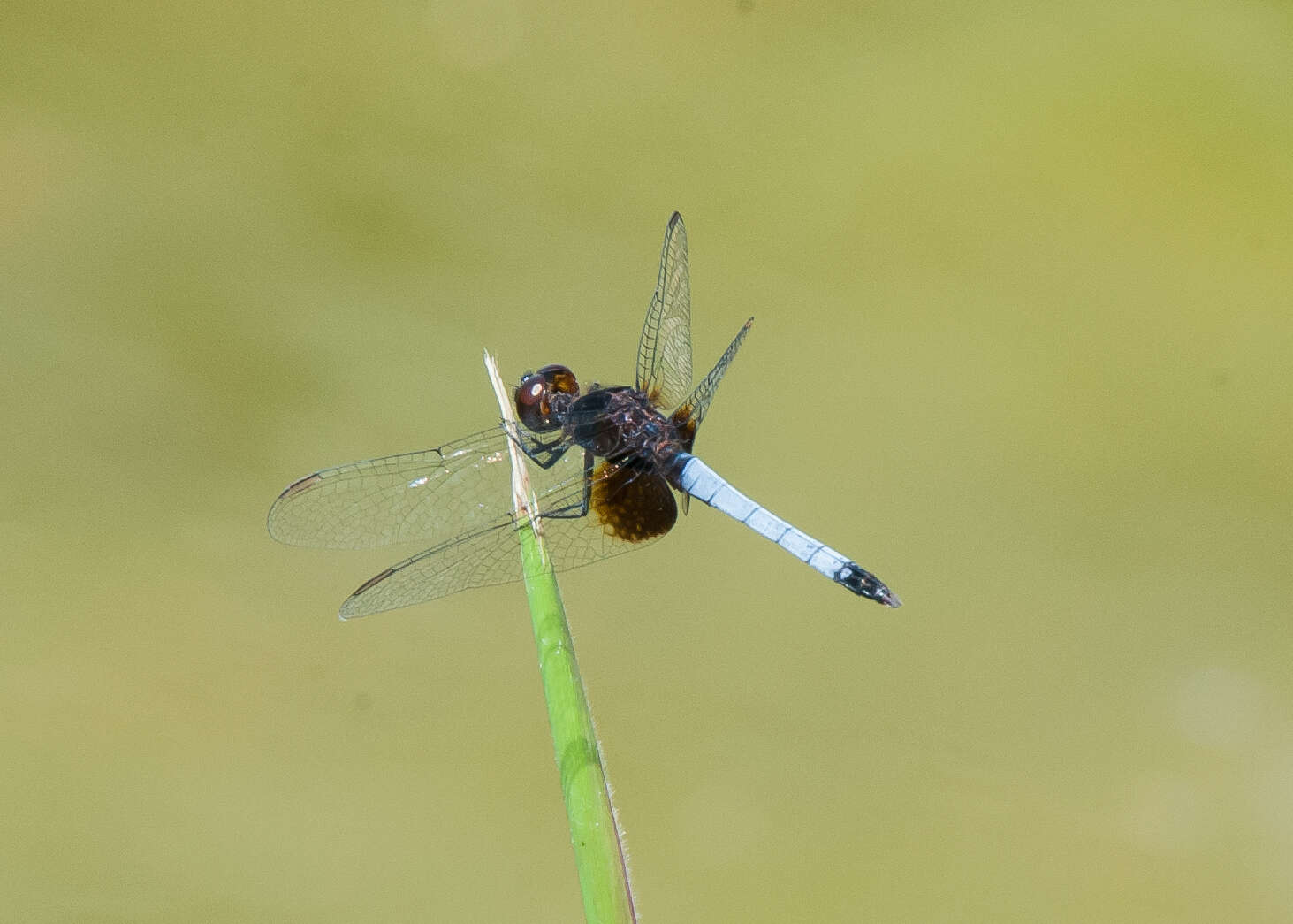 Image of Erythrodiplax justiniana (Selys ex Sagra 1857)